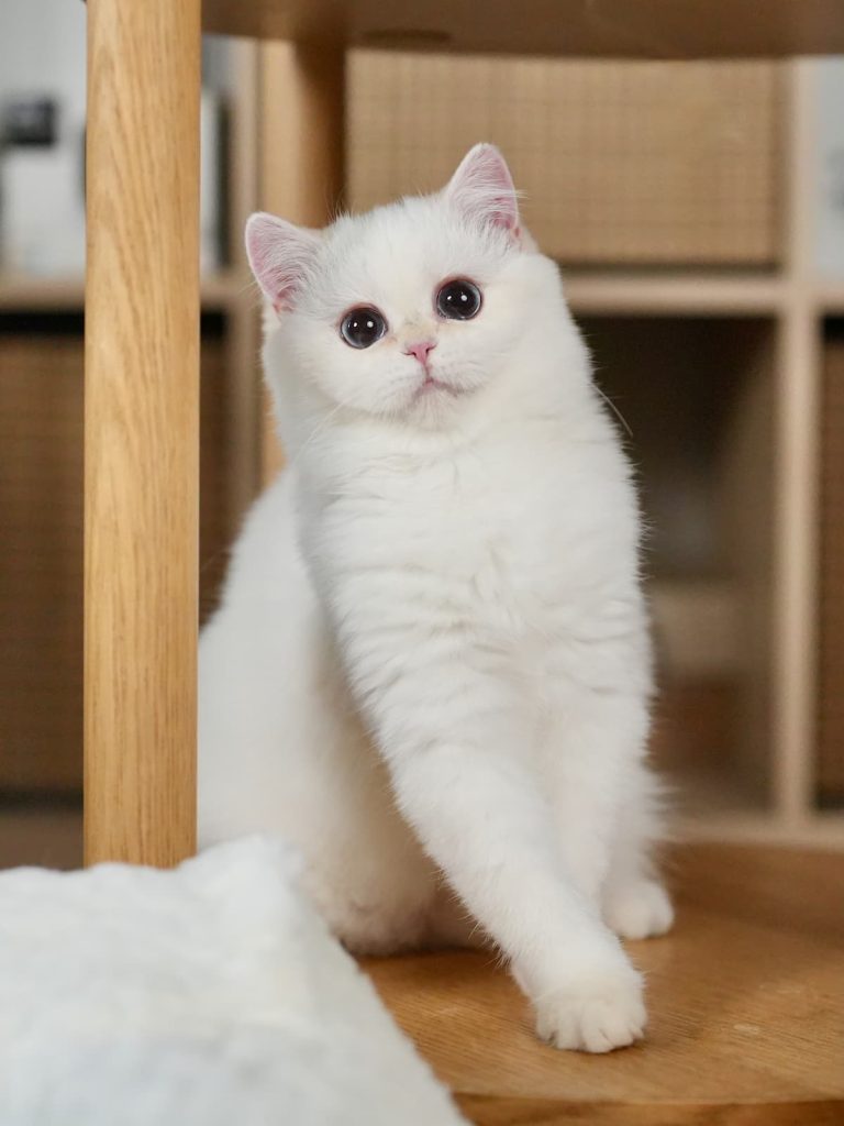 british shorthair cat luke is standing under a desk with his big eyes