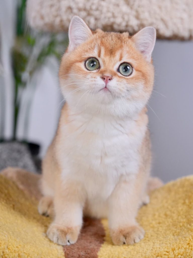 Lumi is standing on a cat tree. he is a gorgeous british shorthair kittens for sale as a male cat