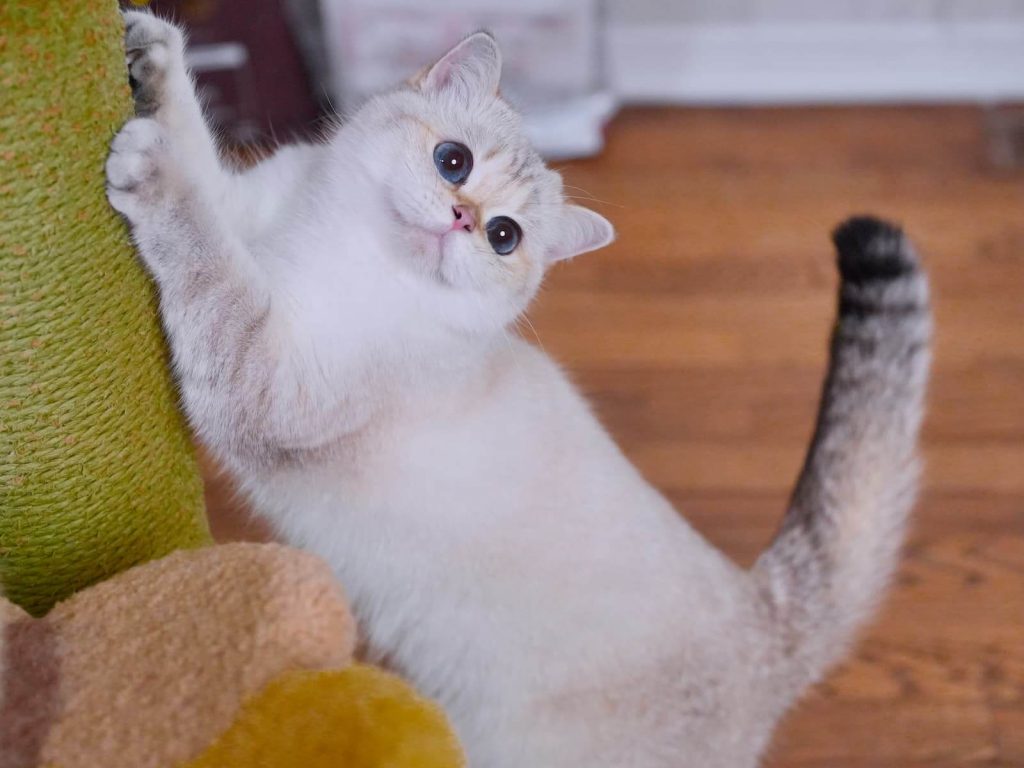 british shorthair kittens for sale