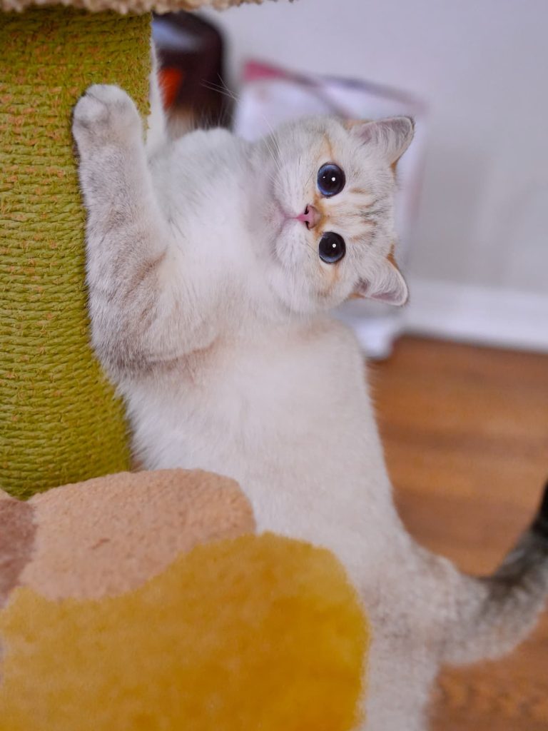 luna is a naughty golden british shorthair cat who enjoys being around of us