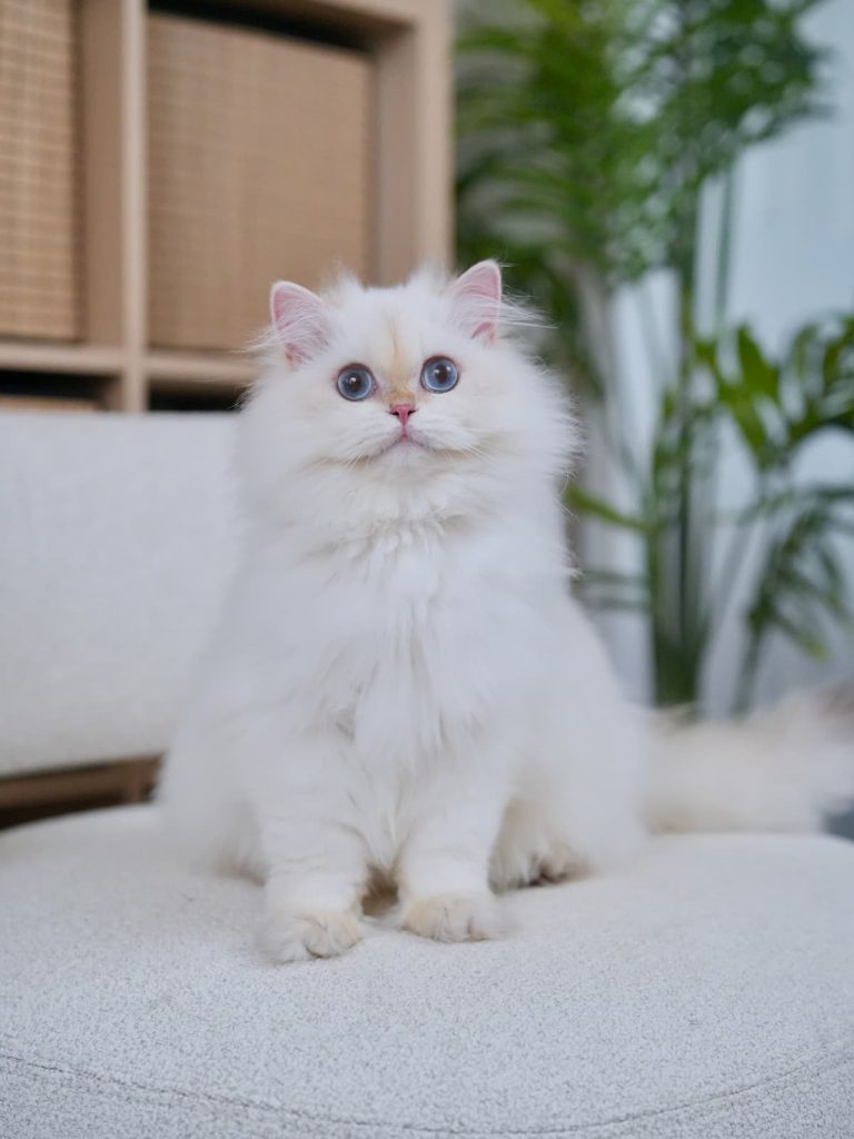 British cat breeds for sale, Louie aka organa
