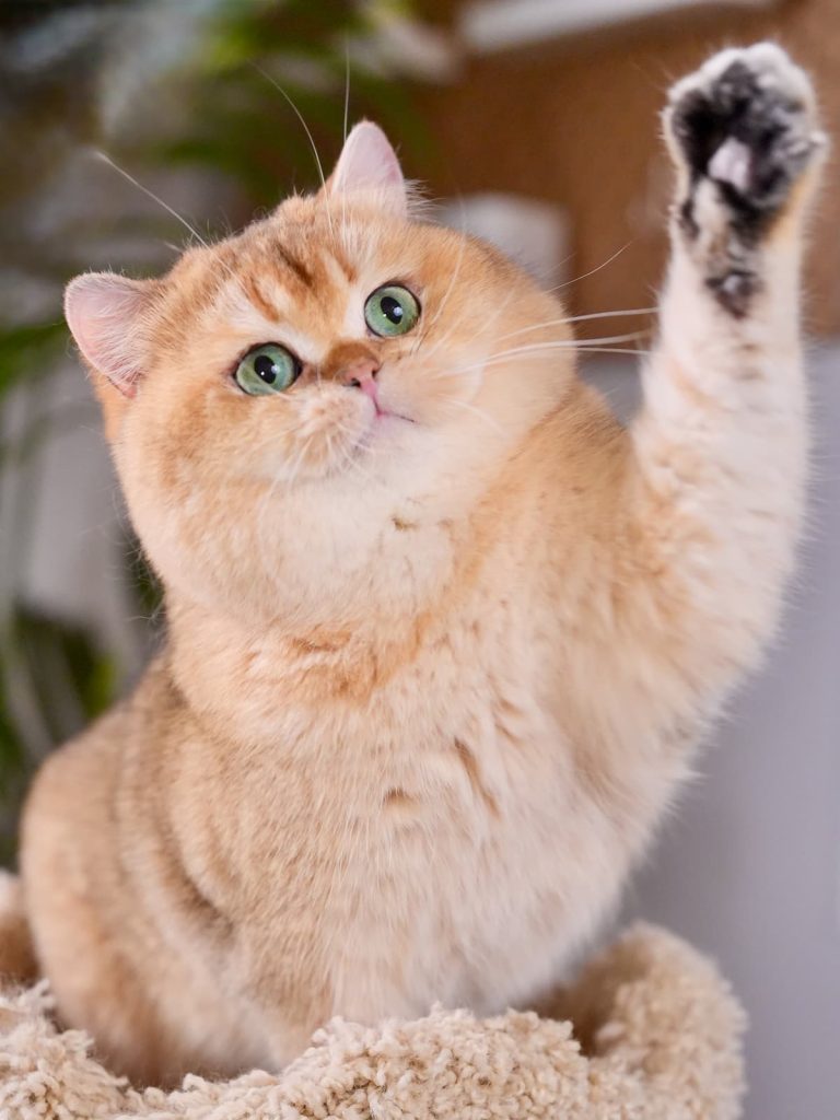 Carson, the powerful golden british shorthair king in my cattery