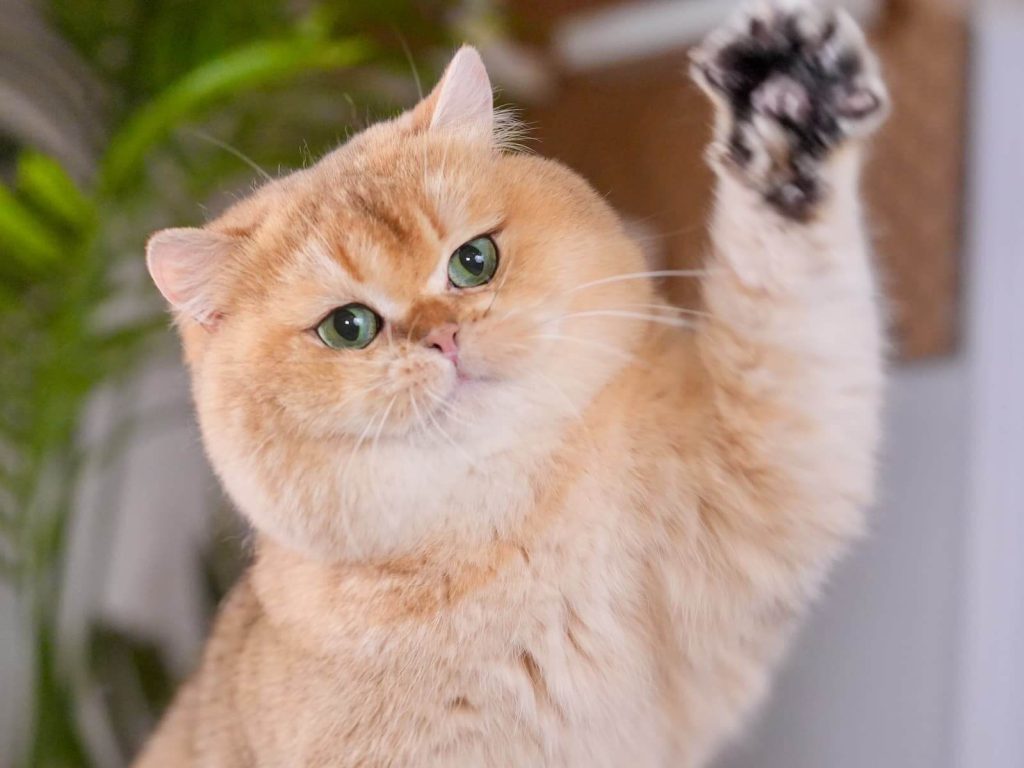 British Shorthair