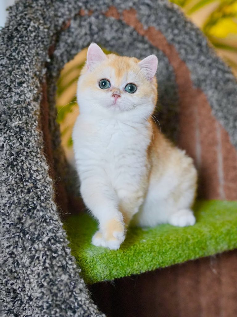 Padme is a pet s level british shorthair kittens for sale for her great performance. and personality.