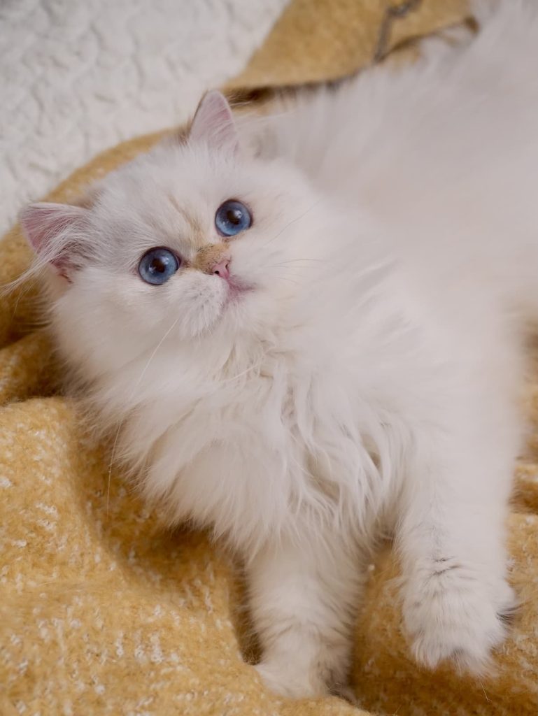 Momonga is an adorable british longhair cat for sale who is lying on the couch enjoying playing with human