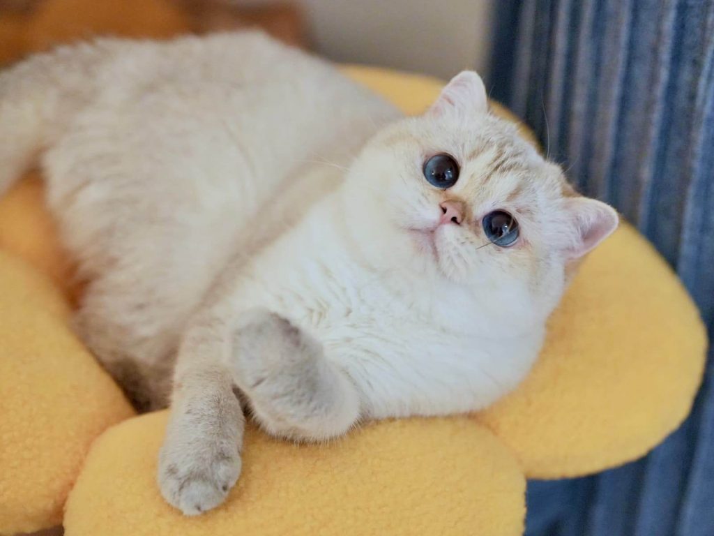 British shorthair kitten for sale