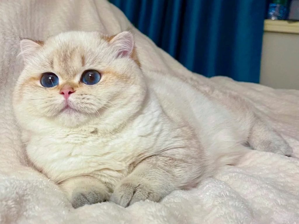 IMG_3813 the adorable british shorthair cat luna is lying on a white sofa calmly.