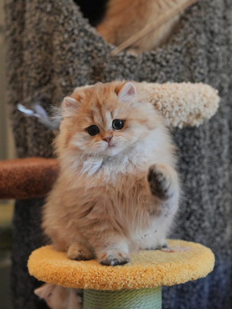 Gouda, our golden british longhair cat, is standing on a cat tree playing with us.