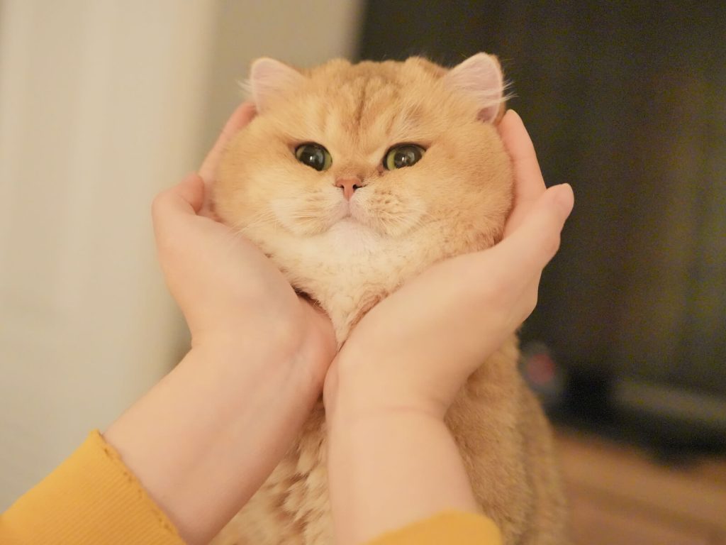 british shorthair kittens for sale