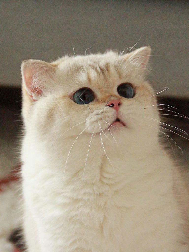 luna is a golden point shaded british longhair with good looking and great personality. and she is a naughty girl