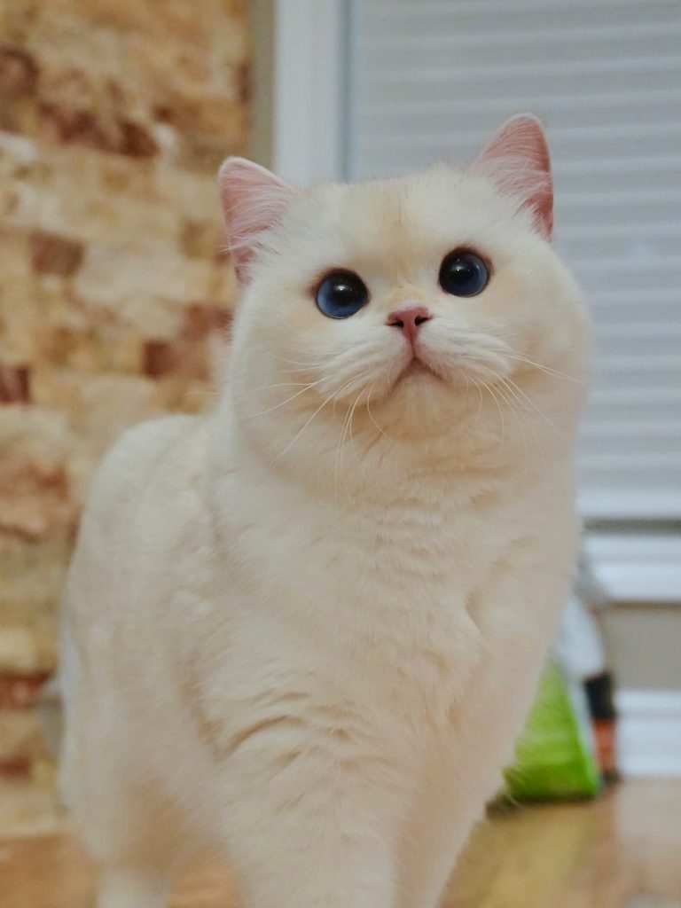 Storm is a huge, strong and needy golden point shaded british shorthair for sale with great performance